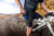 Core Cargo Bibs-S-Male