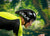 Kask Bambino Pro EVO